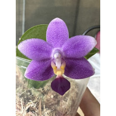Орхiдея Phal. Fangmei Green Light FM-1553 метелик - купити